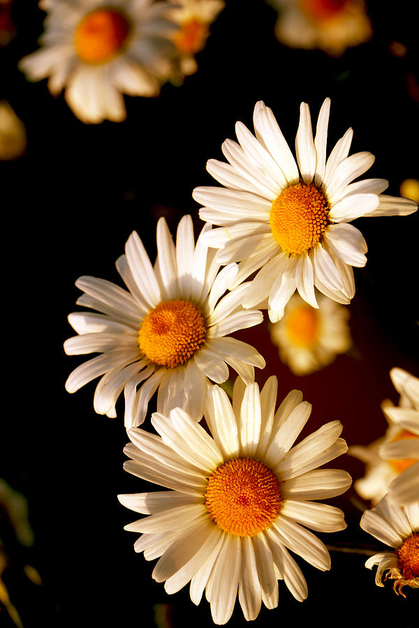 Flower Photograph - Daisies by Debbie Nobile