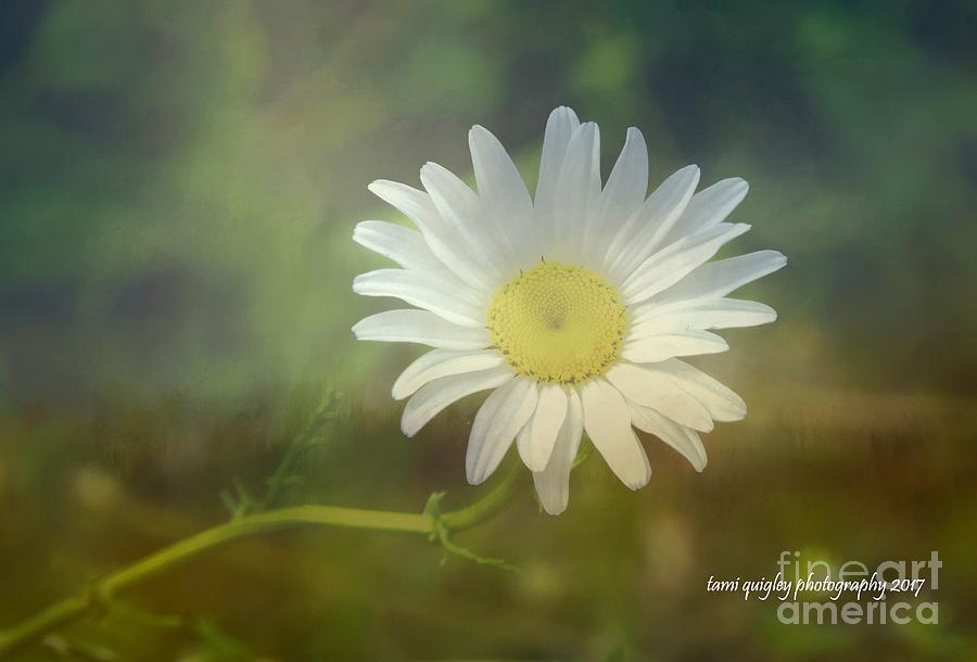 Daisies Dont Tell Photograph by Tami Quigley