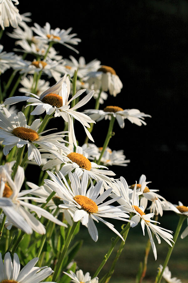 Daisies Photograph by Dorothy Cunningham