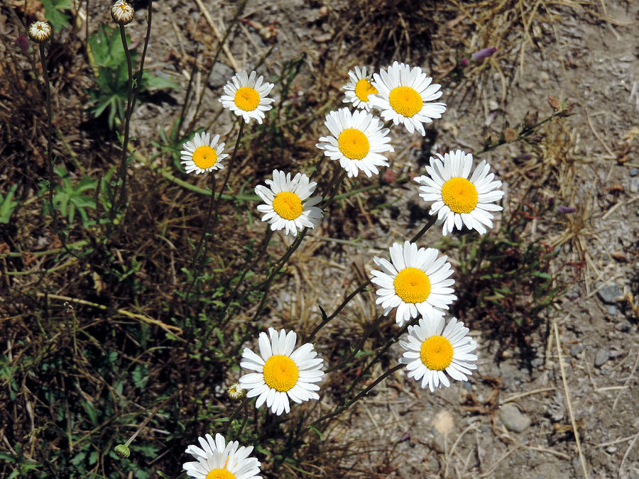 Daisies Photograph by Eric Forster