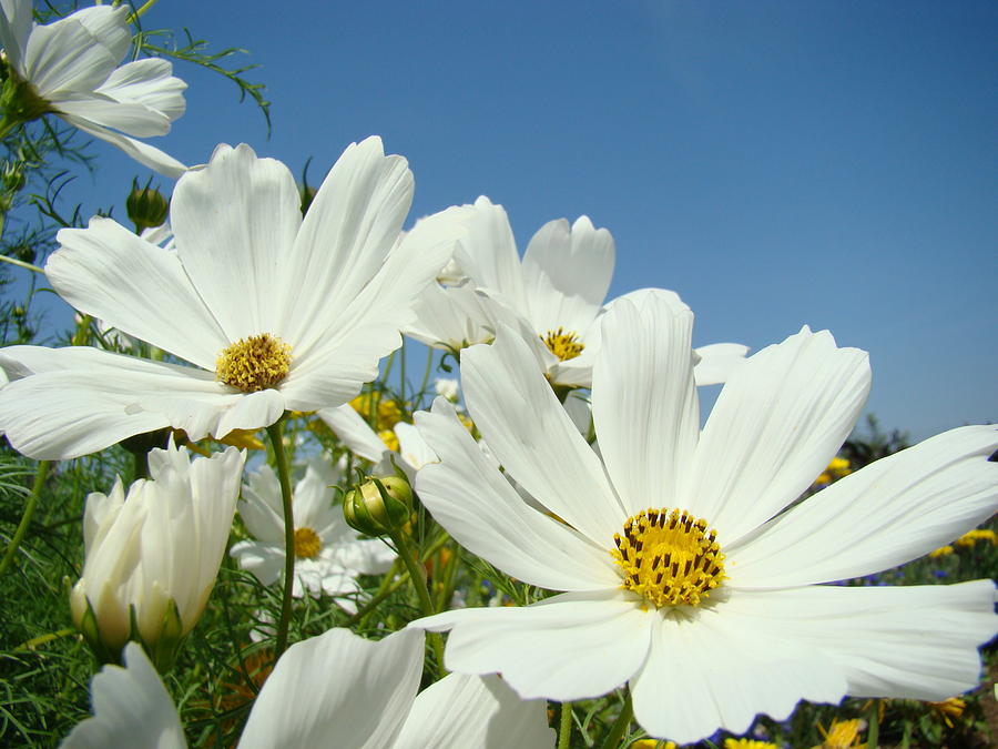 Daisies Flowers Art Prints White Daisy Flower Gardens Photograph