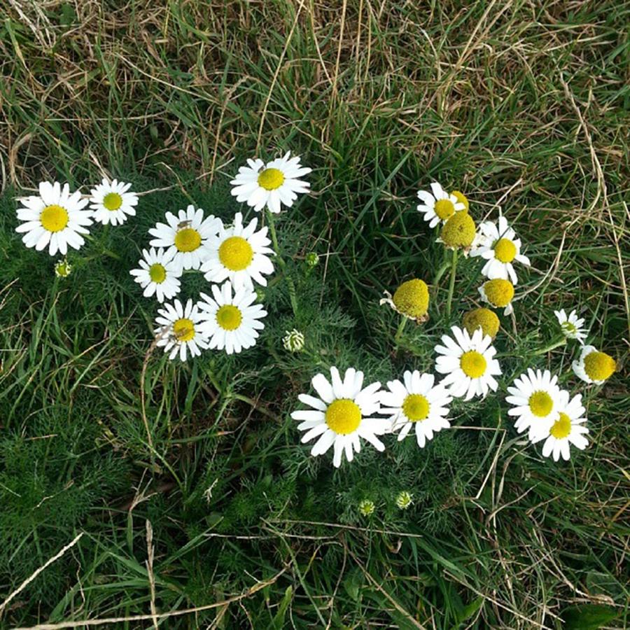 Flower Photograph - #daisies #flowers #northernireland by Emma McCann