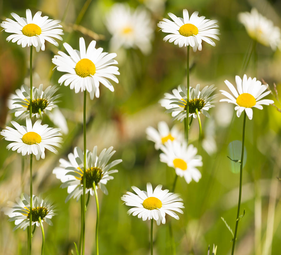 Daisies Galore 2014-1 Photograph by Thomas Young
