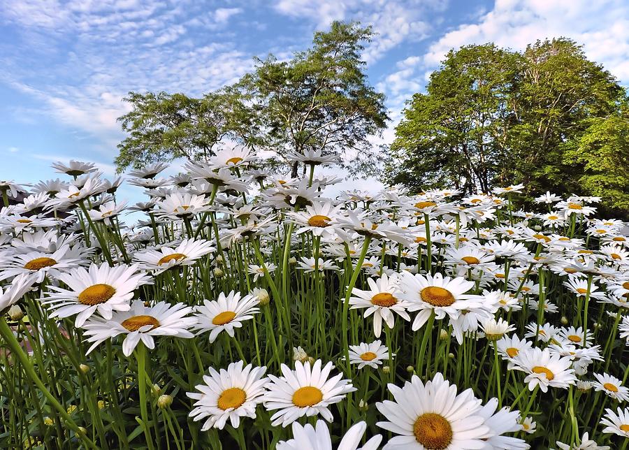 Daisies galore Photograph by Janice Drew