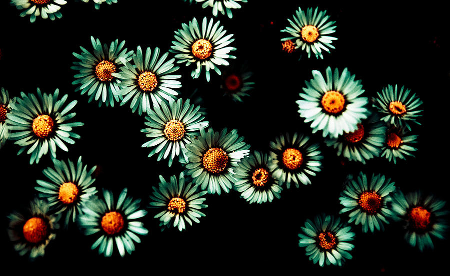 Flower Photograph - Daisies by Grebo Gray