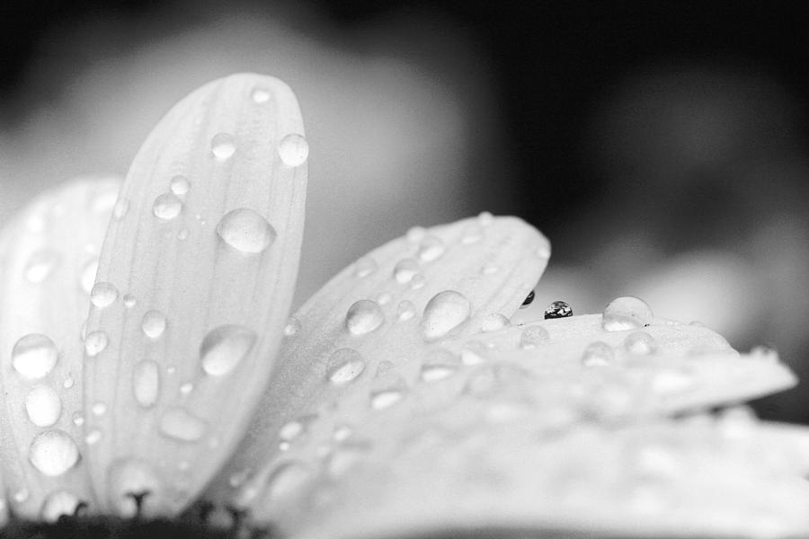 Daisies in a Droplet - Black and White Photograph by Angela Rath