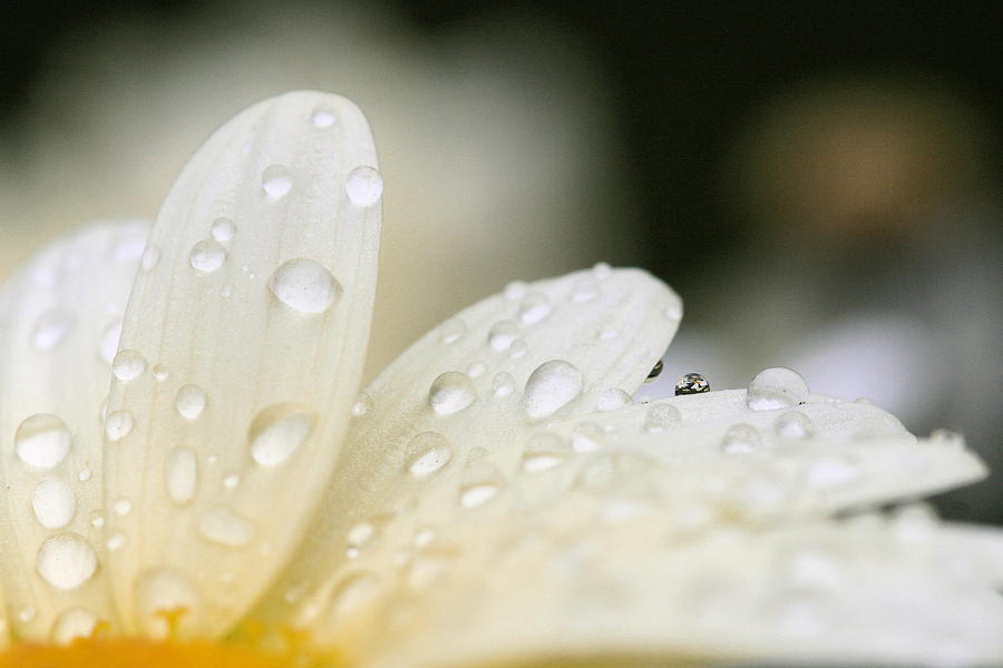 Daisies in a Droplet Photograph by Angela Rath