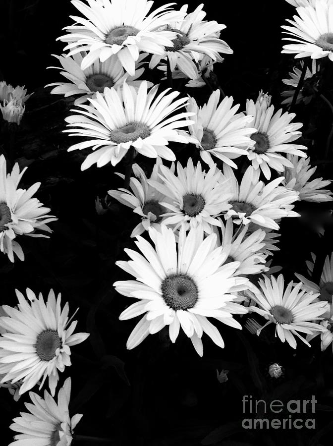 Daisies In Black And White Photograph