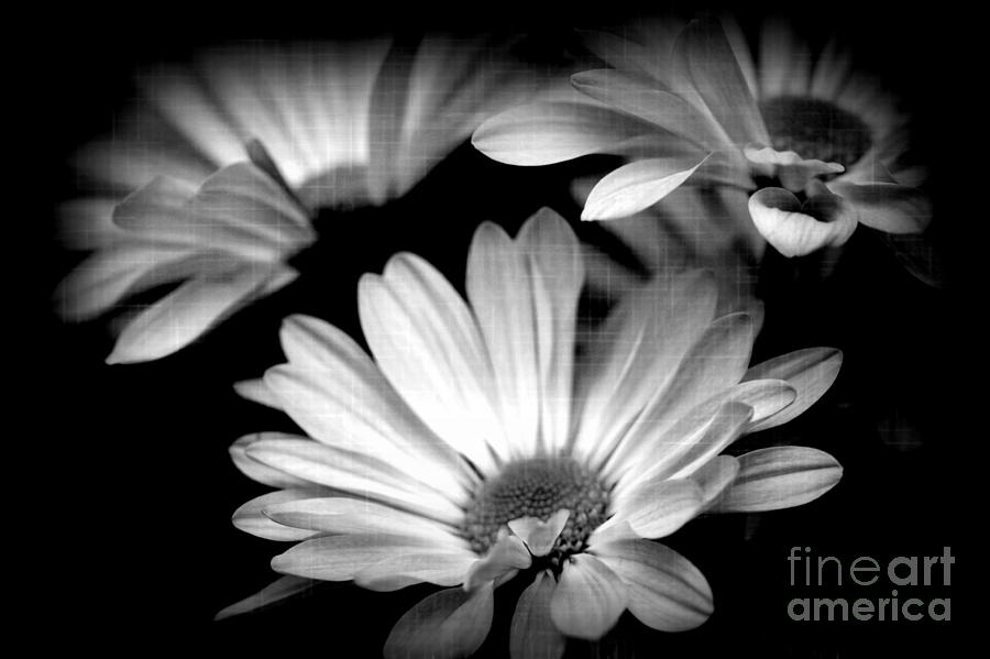 Daisy Photograph - Daisies in Black and White by Mesa Teresita