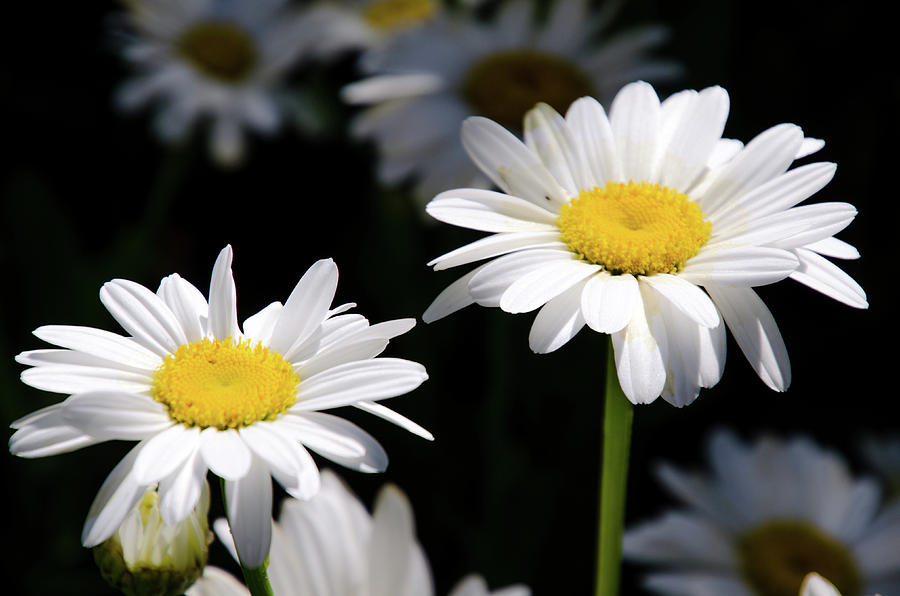 Daisies in Black Photograph by Synda Whipple