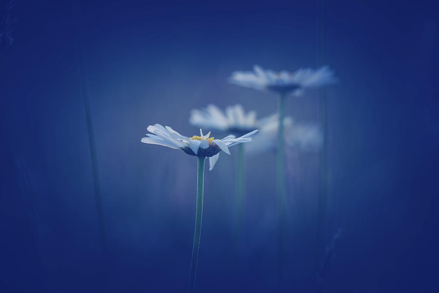 Daisies In Blue Photograph by Shane Holsclaw