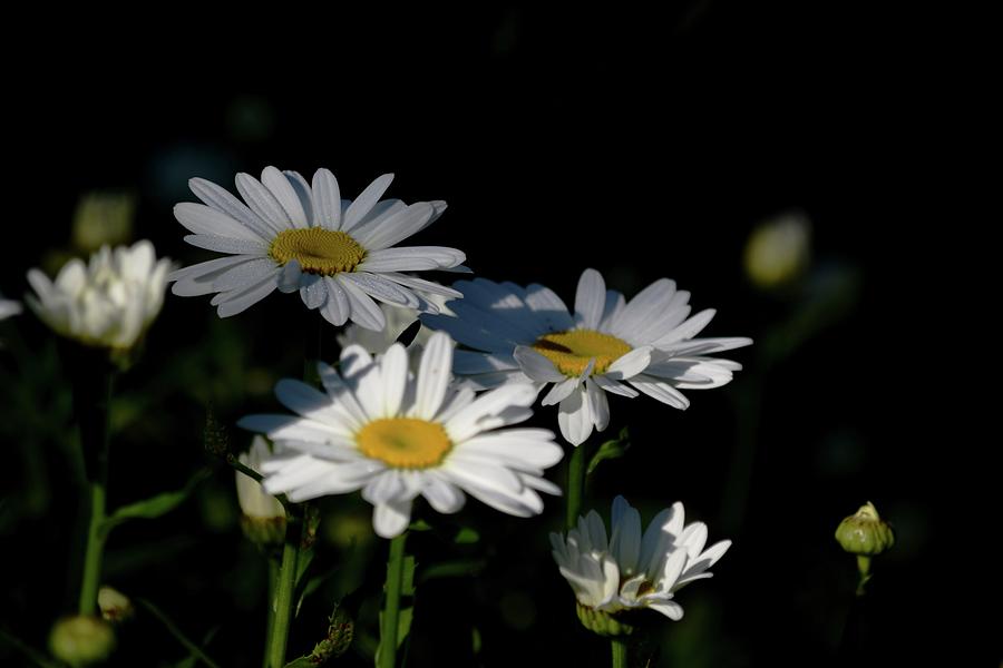 Daisies In Light And Shadows Photograph