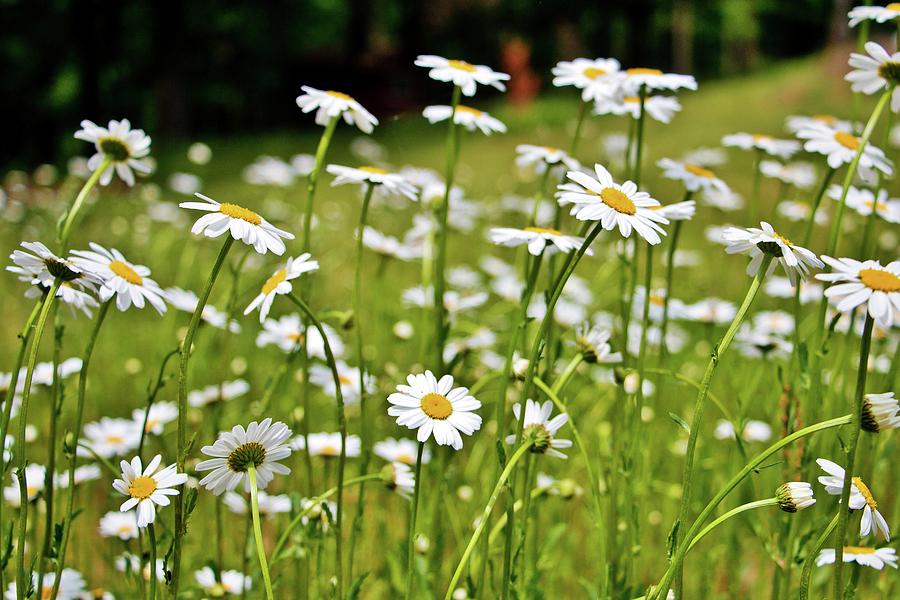 Daisies in the Field Photograph by Marisa Geraghty Photography
