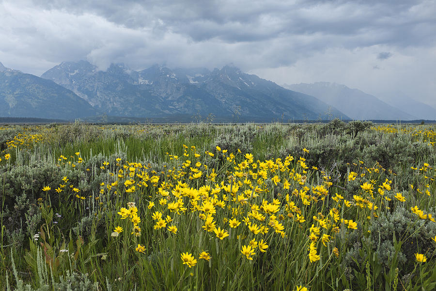 Daisies in the Grand Tetons Photograph by Hugh Smith