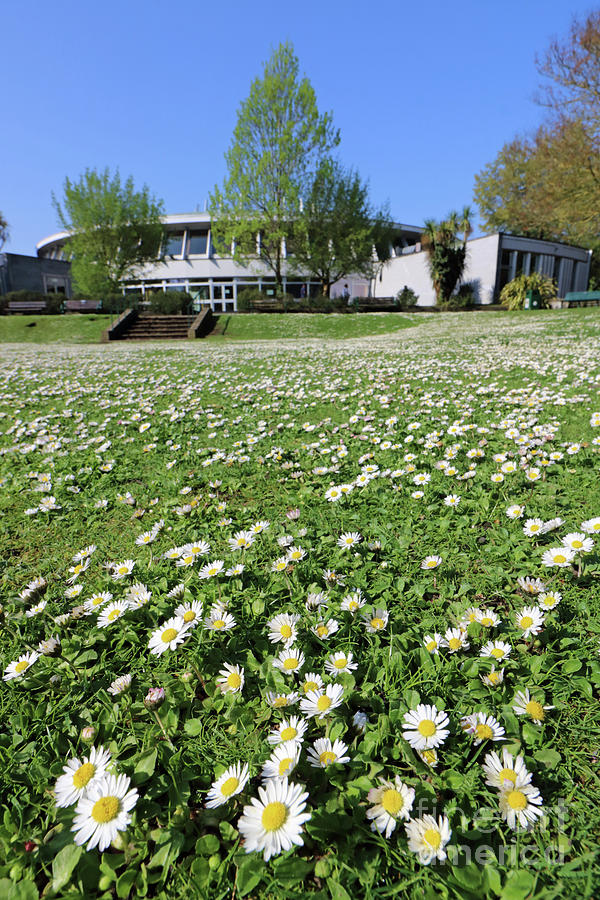 Daisies in the lawn at Ewell Surrey Photograph by Julia Gavin