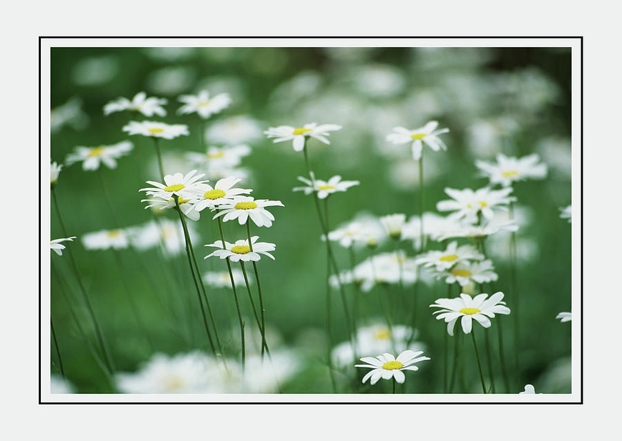 Nature Photograph - Daisies In The Meadow Of Green Wall Art by Georgiana Romanovna