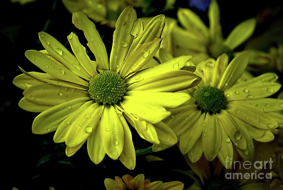 Daisies in The Rain Photograph by Diana Mary Sharpton