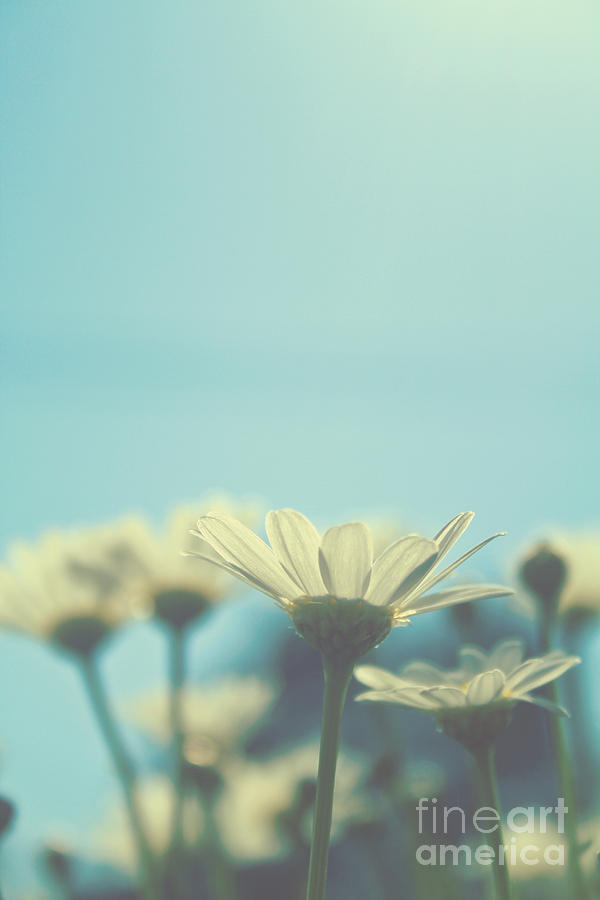 Daisies In The Sun, Retro Style Photograph