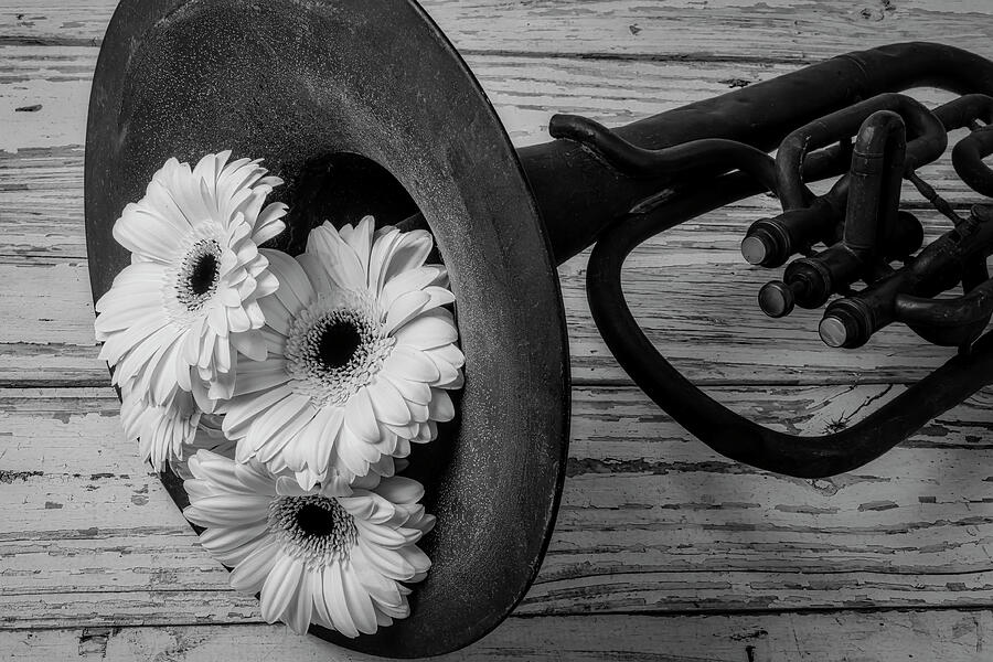 Daisies In Tuba In Black And White Photograph by Garry Gay