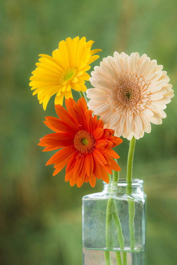 Daisies in Vase Photograph by Jade Moon 