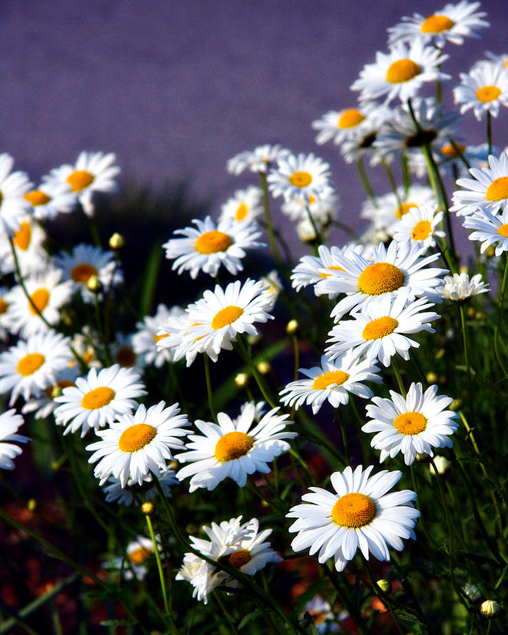 Daisies Photograph by Lana Trussell