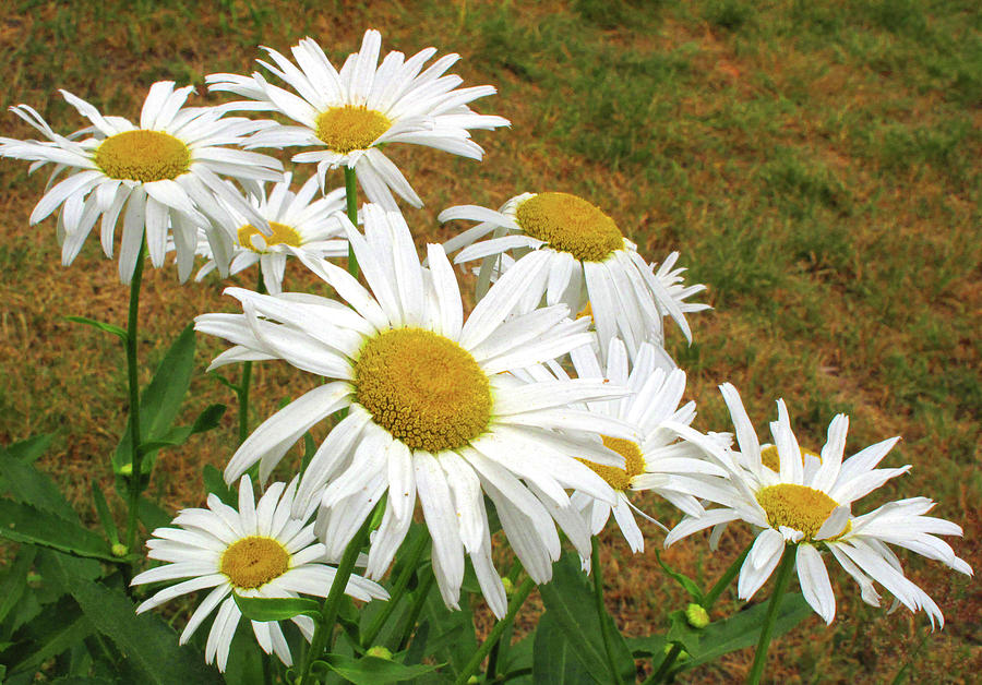 Daisies  Photograph by Lyle Crump