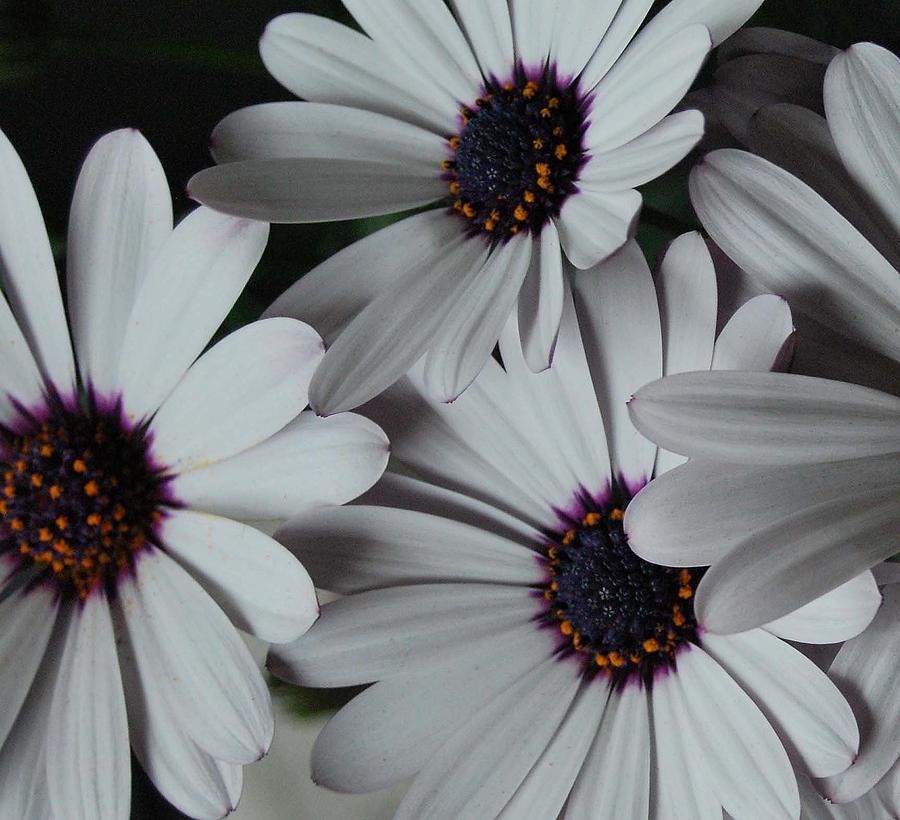 Daisies Photograph by Marilynne Bull