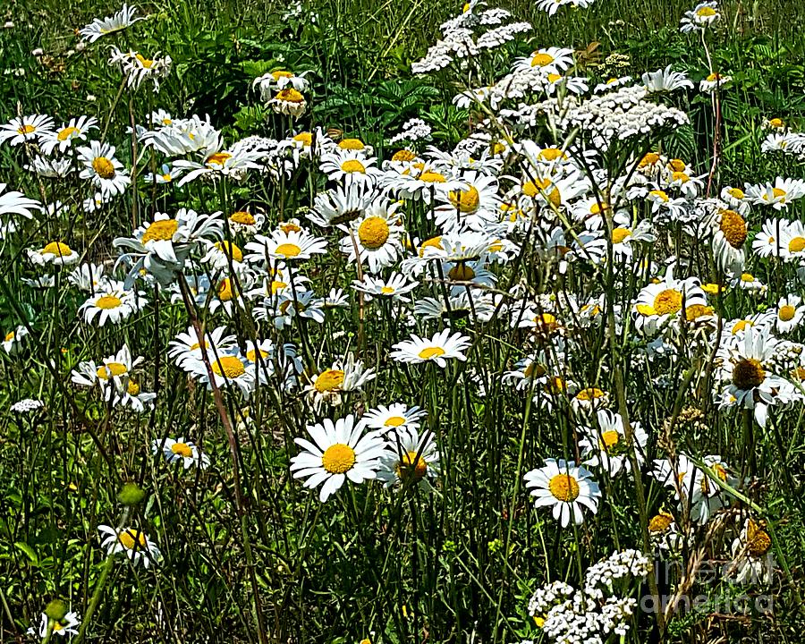 Daisies by Michael Graham Daisies by Michael Graham