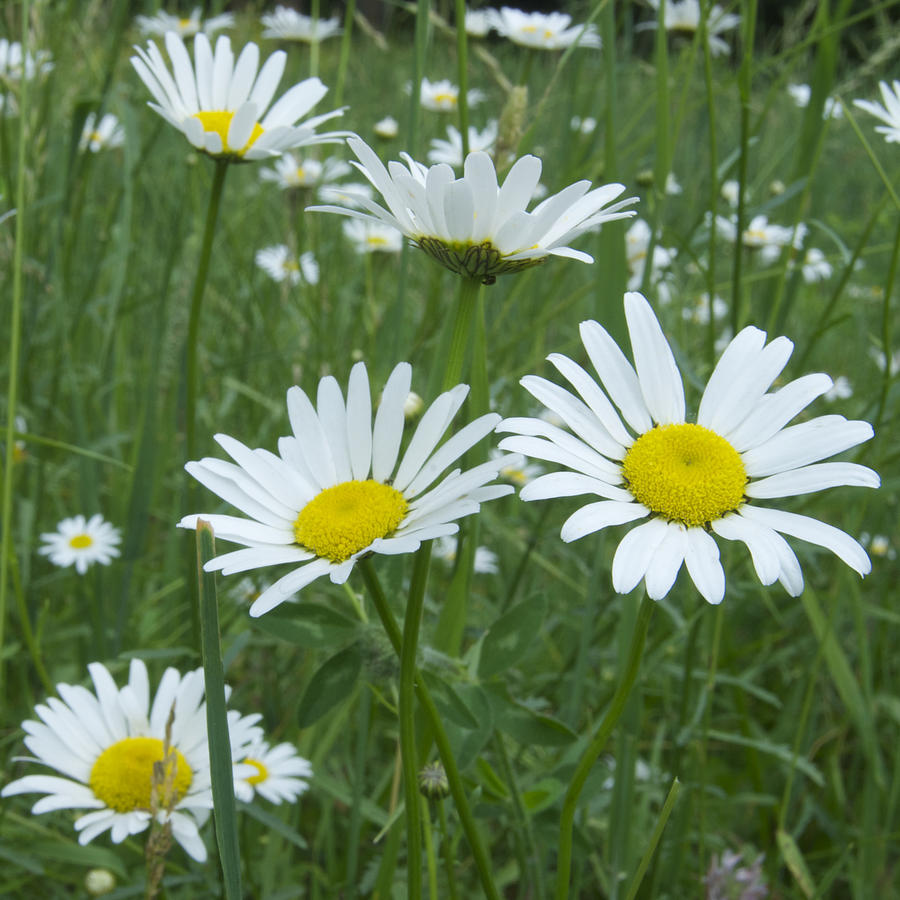 Daisies Photograph by Michael Peychich