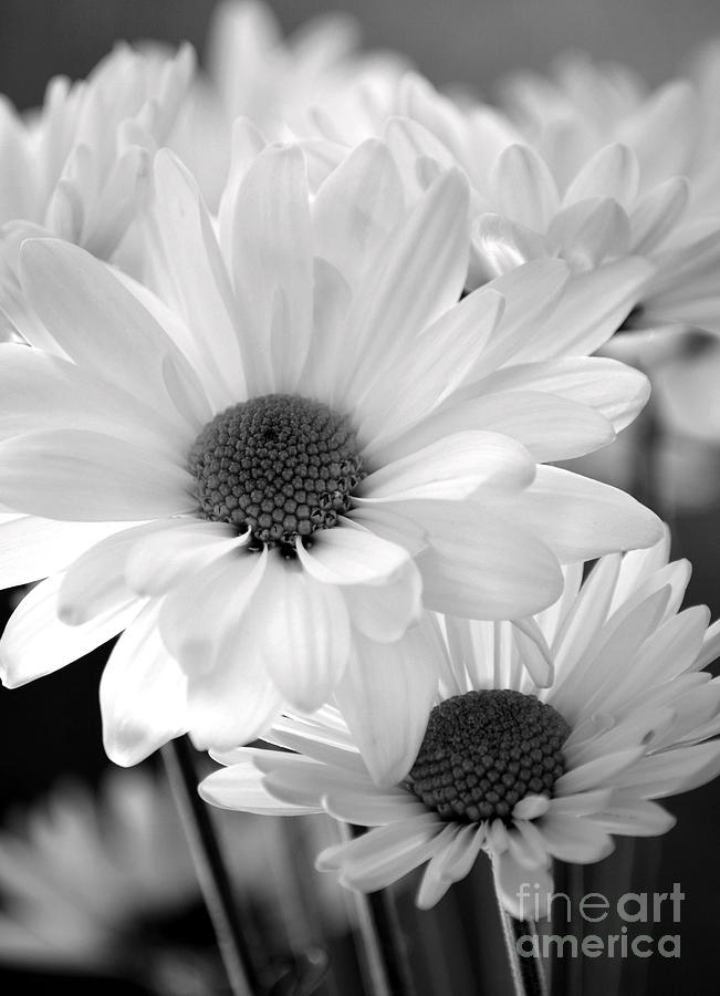 Daisies of Yesteryear Photograph by Deb Halloran