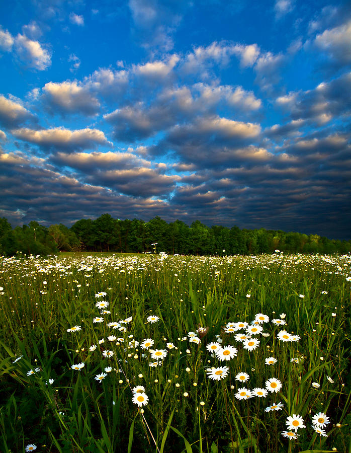 Landscape Photograph - Daisies by Phil Koch