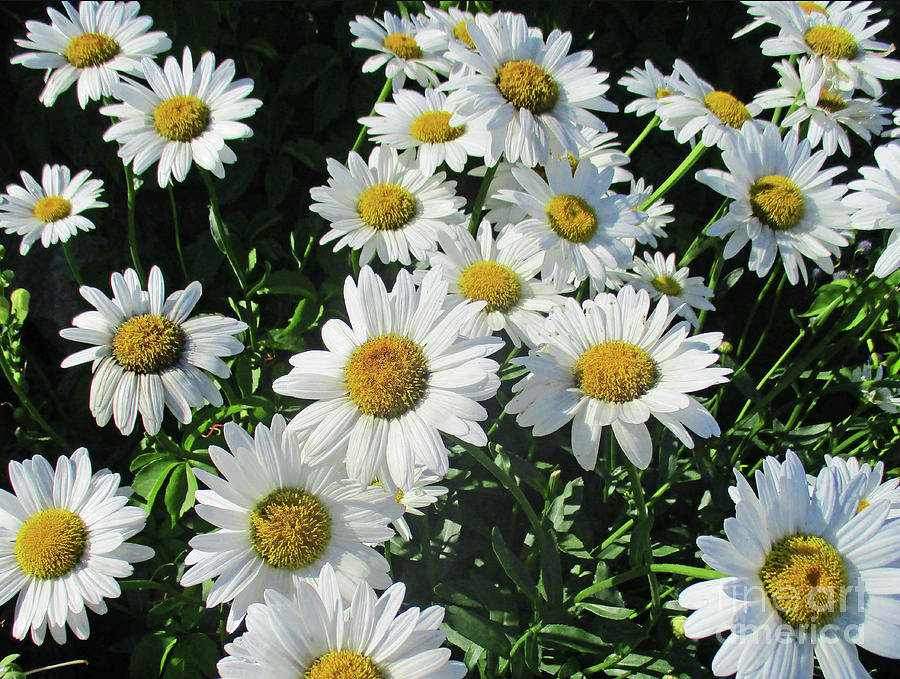 Daisies Photograph by Randall Weidner