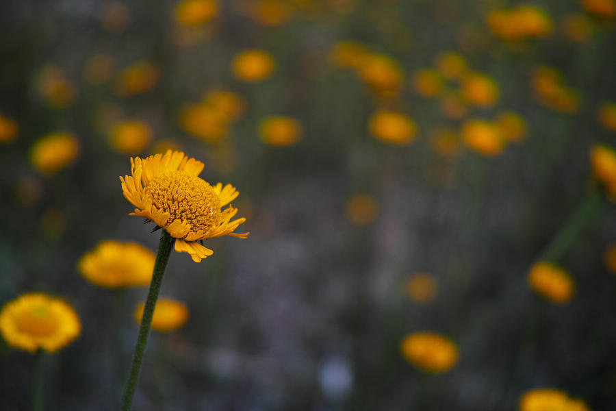 Daisies Photograph - Daisies by Roberto Aloi Daisies Photograph - Daisies by Roberto Aloi