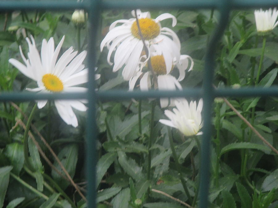 Flower Photograph - Daisies seen through an iron fence by Anamarija Marinovic