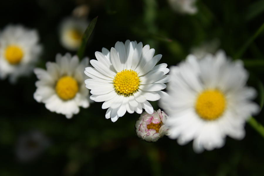Flower Photograph - Daisies by Susan White