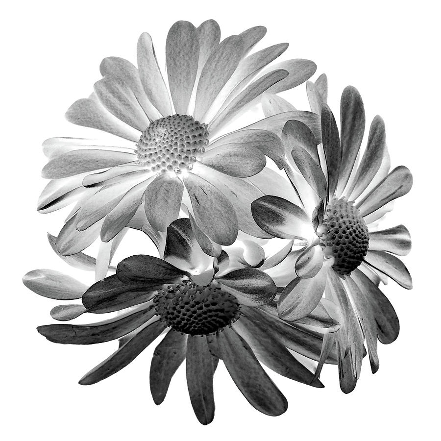 Daisies Trio I Black and White Photograph by Lily Malor