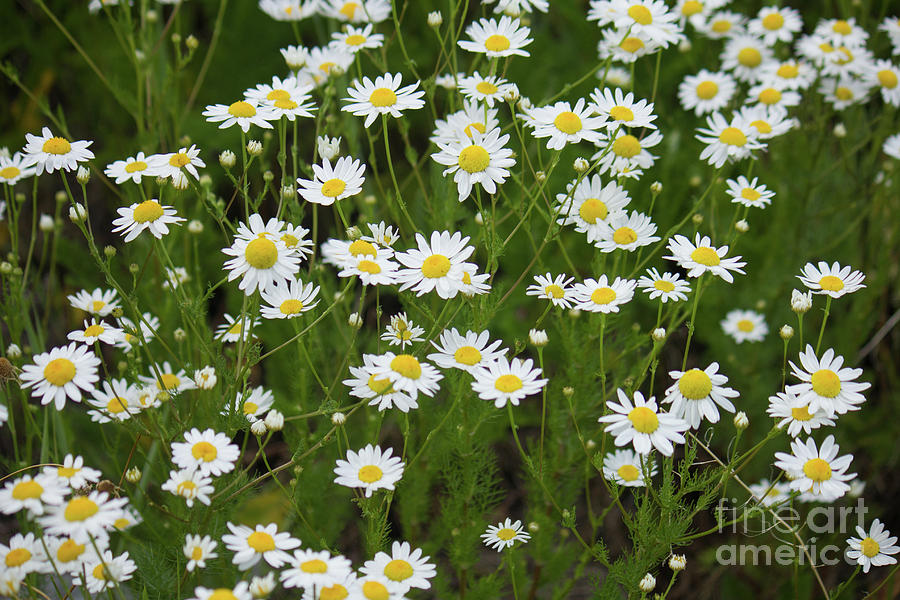 Daisies White and Yellow Photograph by Donna L Munro