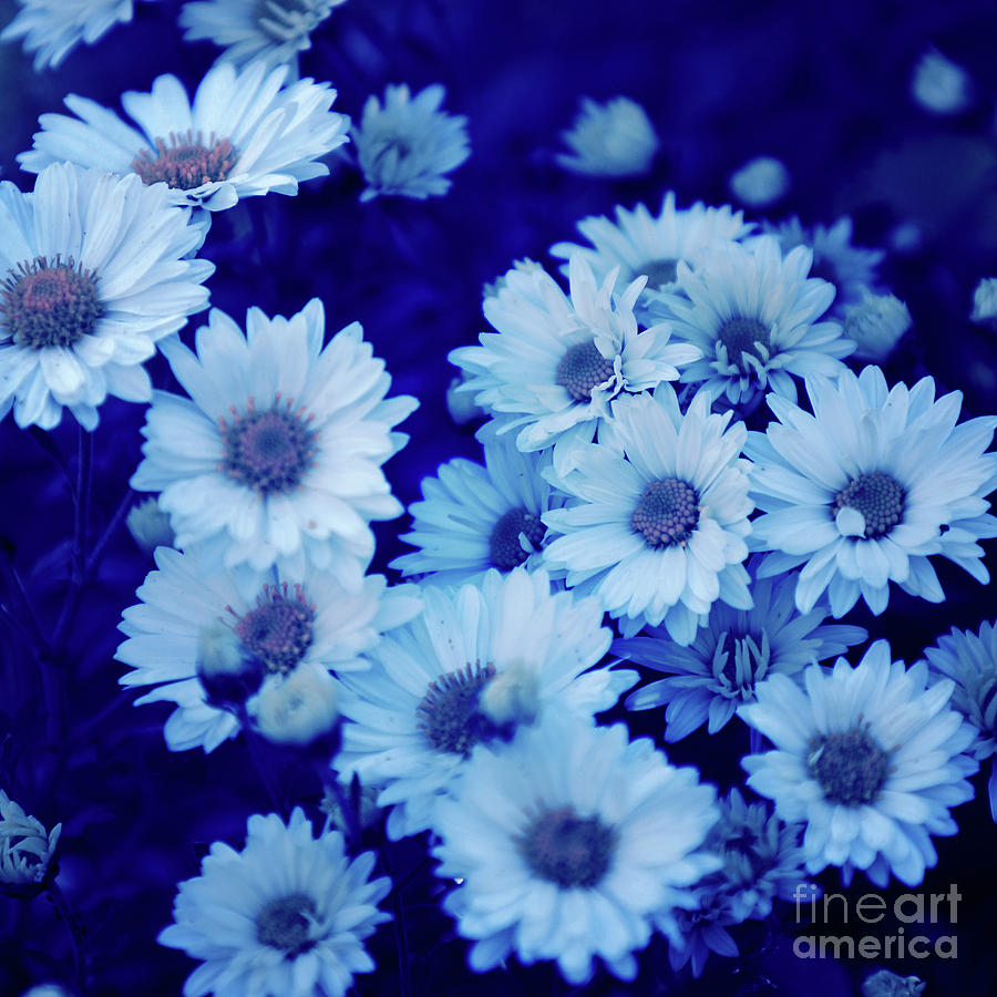 Daisies With Blue Filter Photograph