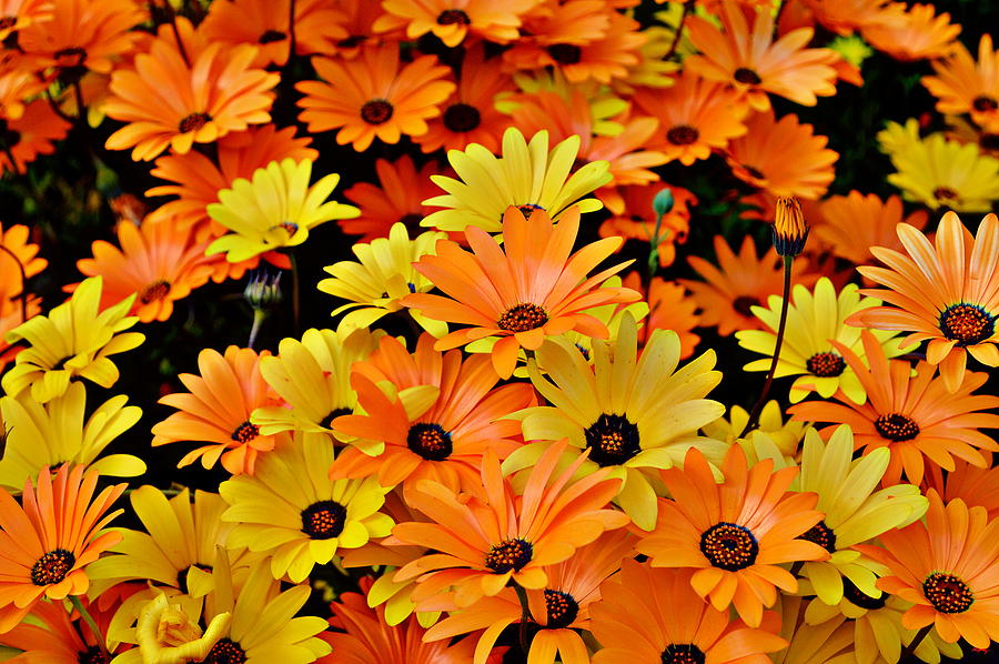 Flower Photograph - Daisies - Yellow and Orange by Glenn McCarthy Art and Photography
