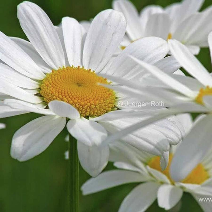 Flower Photograph - Daisy - Www.rothgalleries.com by Juergen Roth