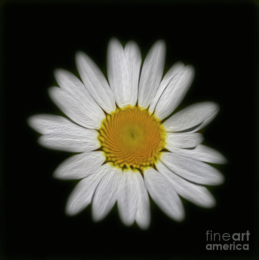 Daisy Flower Photograph - Daisy 1 by Candydash Images Daisy Flower Photograph - Daisy 1 by Candydash Images