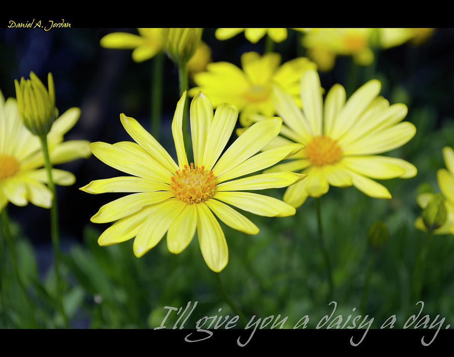 Flower Photograph - Daisy A Day by Dan Jordan