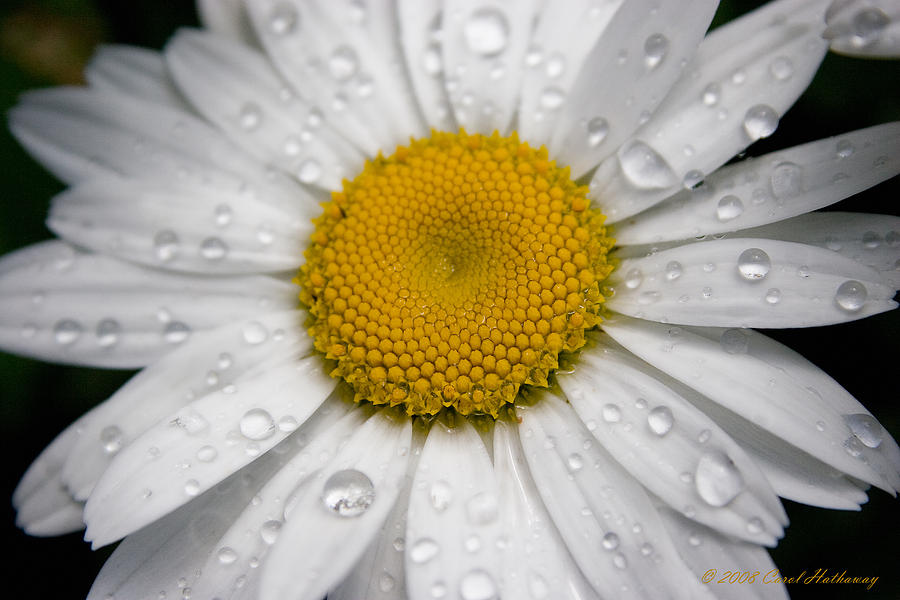 Daisy Photograph - Daisy After the Rain II by Carol Hathaway