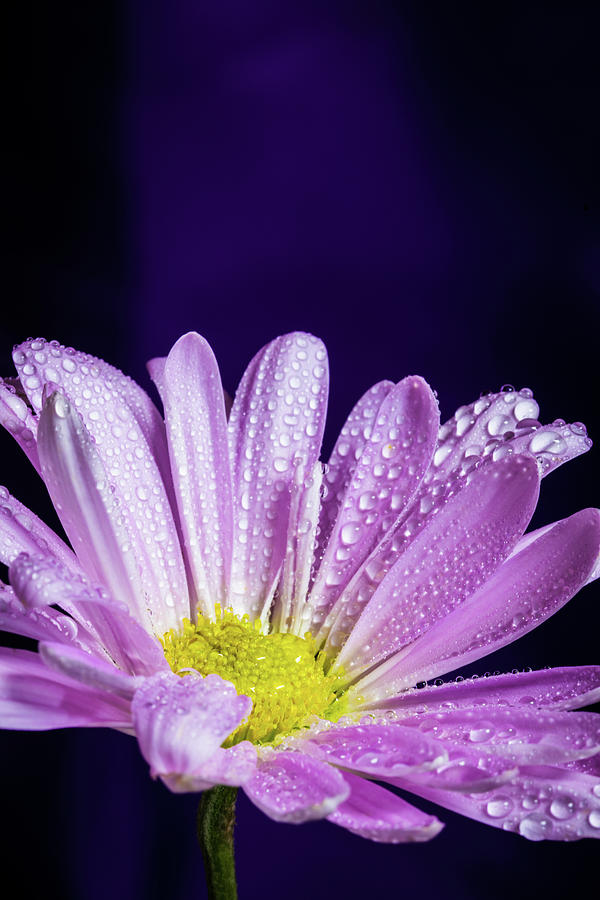Daisy After the Rain Photograph by Tammy Ray