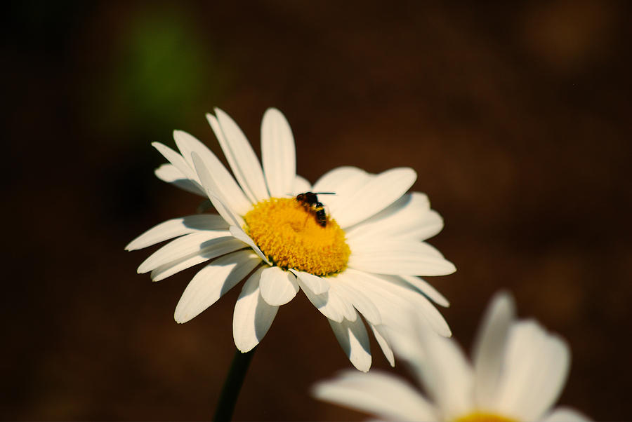 Daisy and Bee Photograph by Lori Tambakis