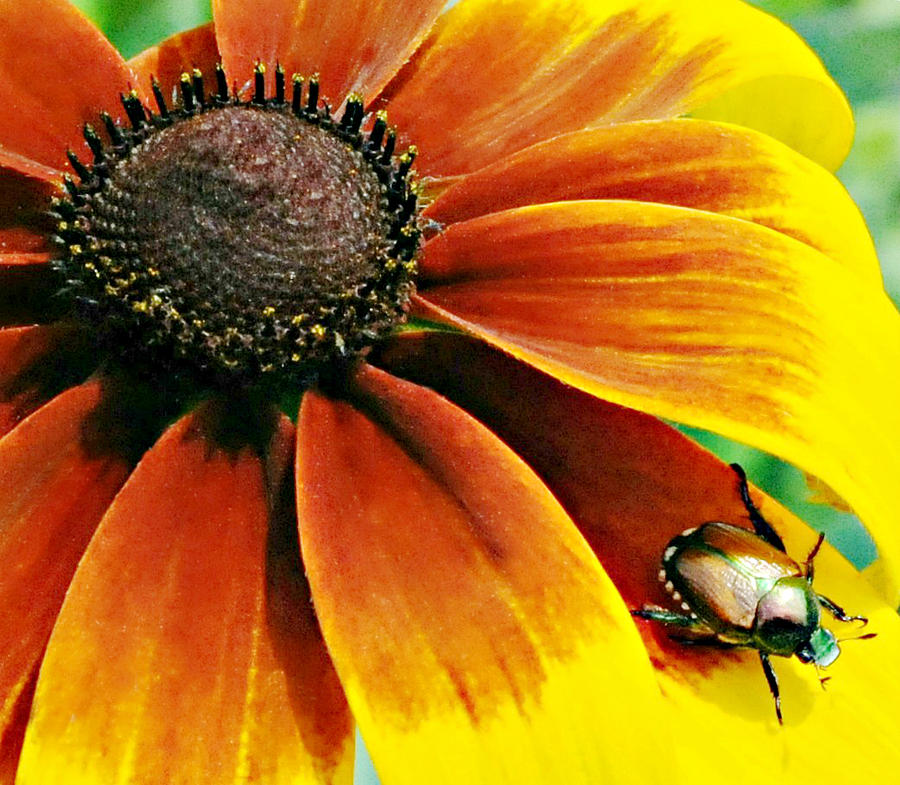 Daisy and Beetle Photograph by Diana Angstadt