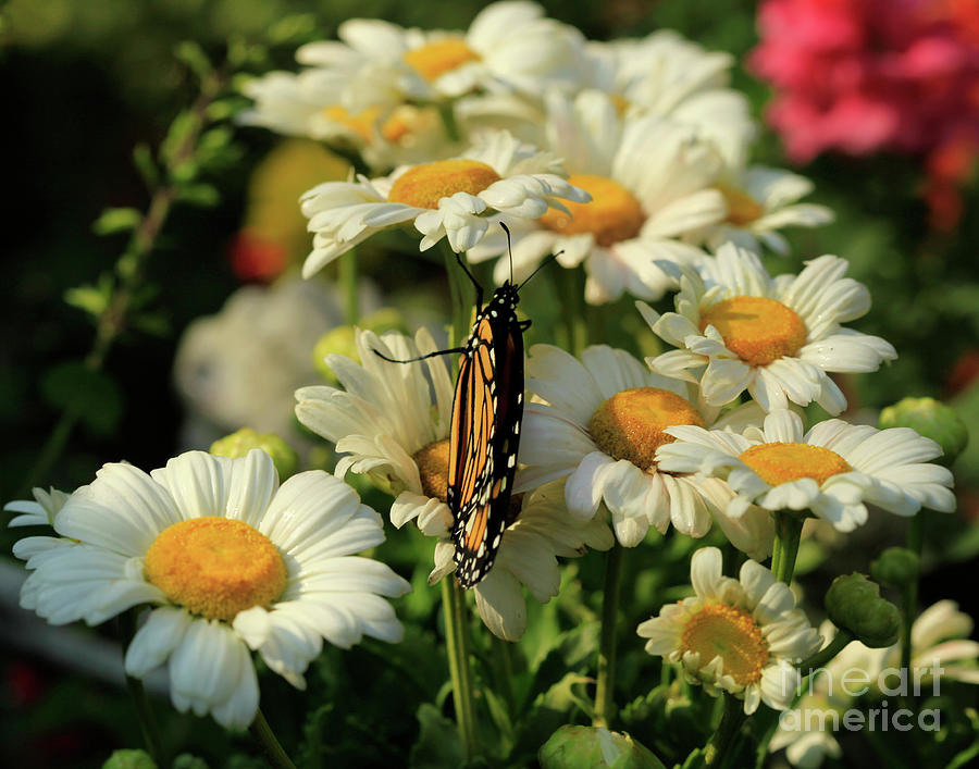 Daisy and Butterfly  Photograph by Luana K Perez