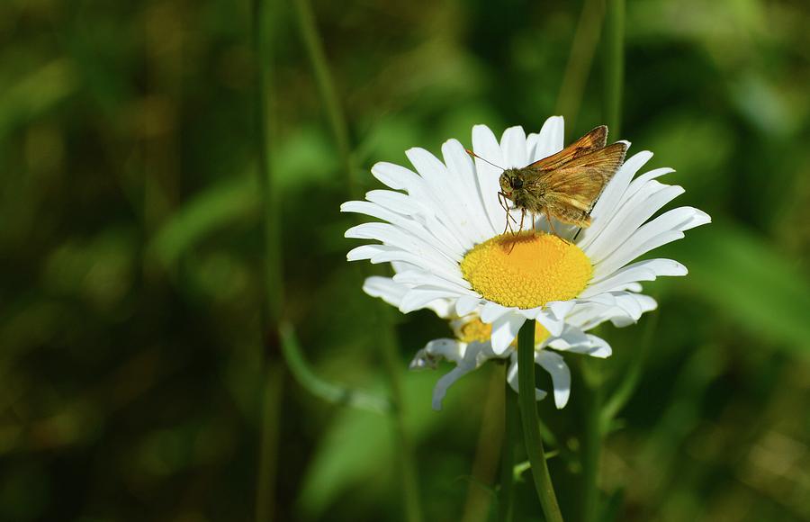Daisy And Butterfly  Photograph by Lyle Crump