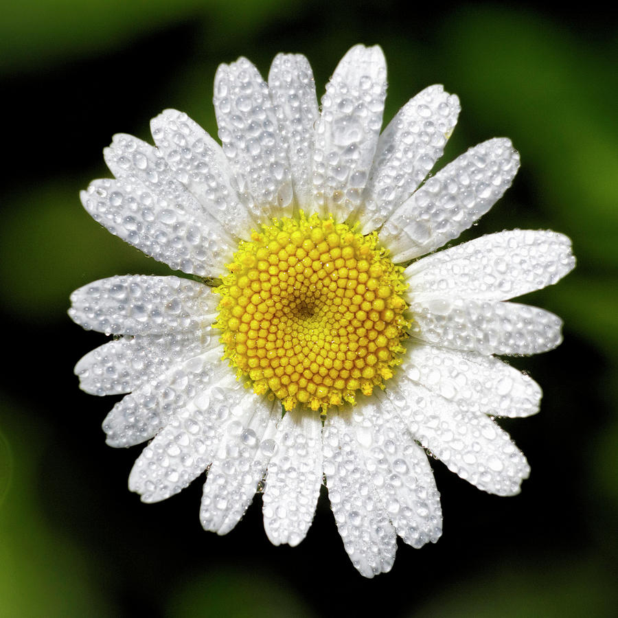 Daisy and Dew Photograph by Rob Graham