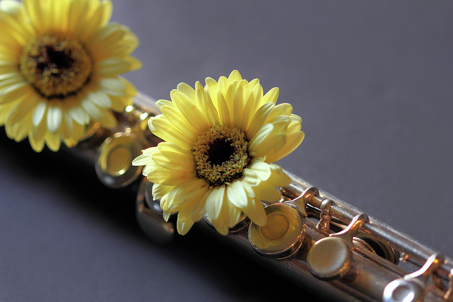 Daisy and Flute Photograph by Angela Murdock